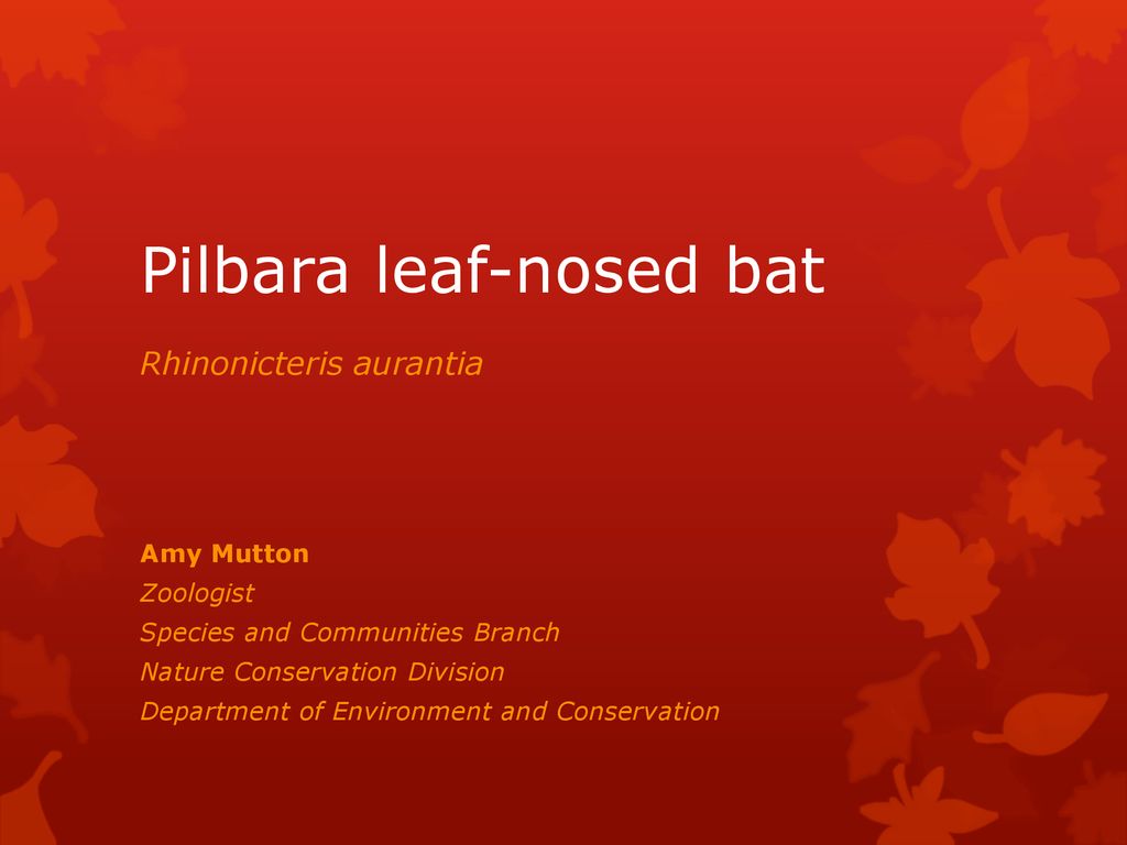 Pilbara leaf nosed bat ppt download