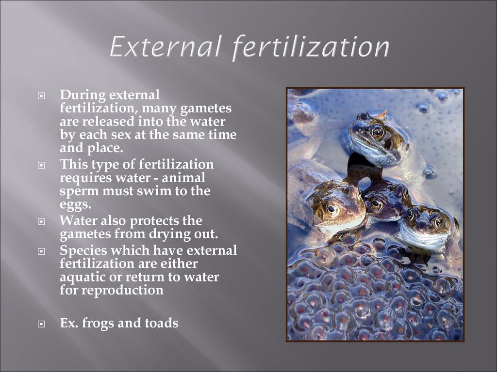 Reproduction. - ppt download