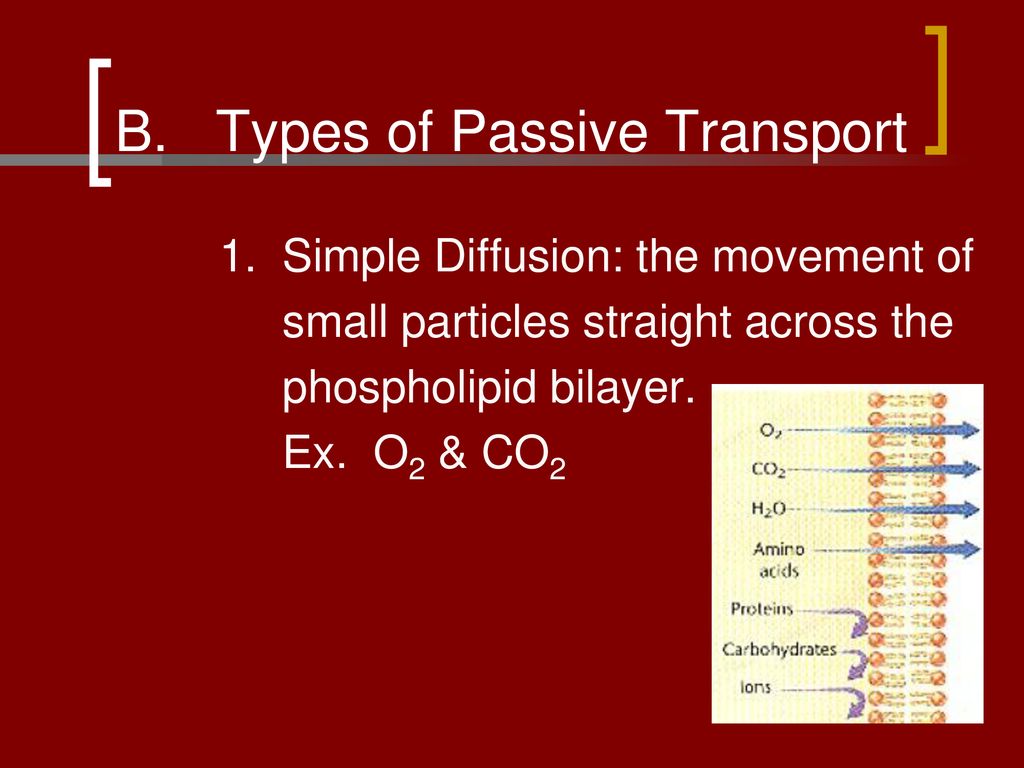 B. Types of Passive Transport