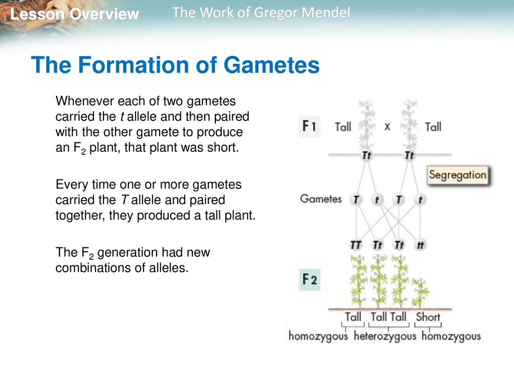 11.1 The Work of Gregor Mendel Biology Diagrams