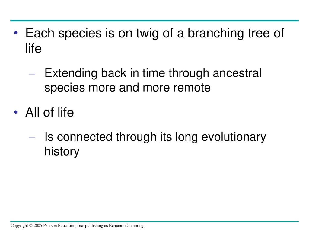 Each species is on twig of a branching tree of life