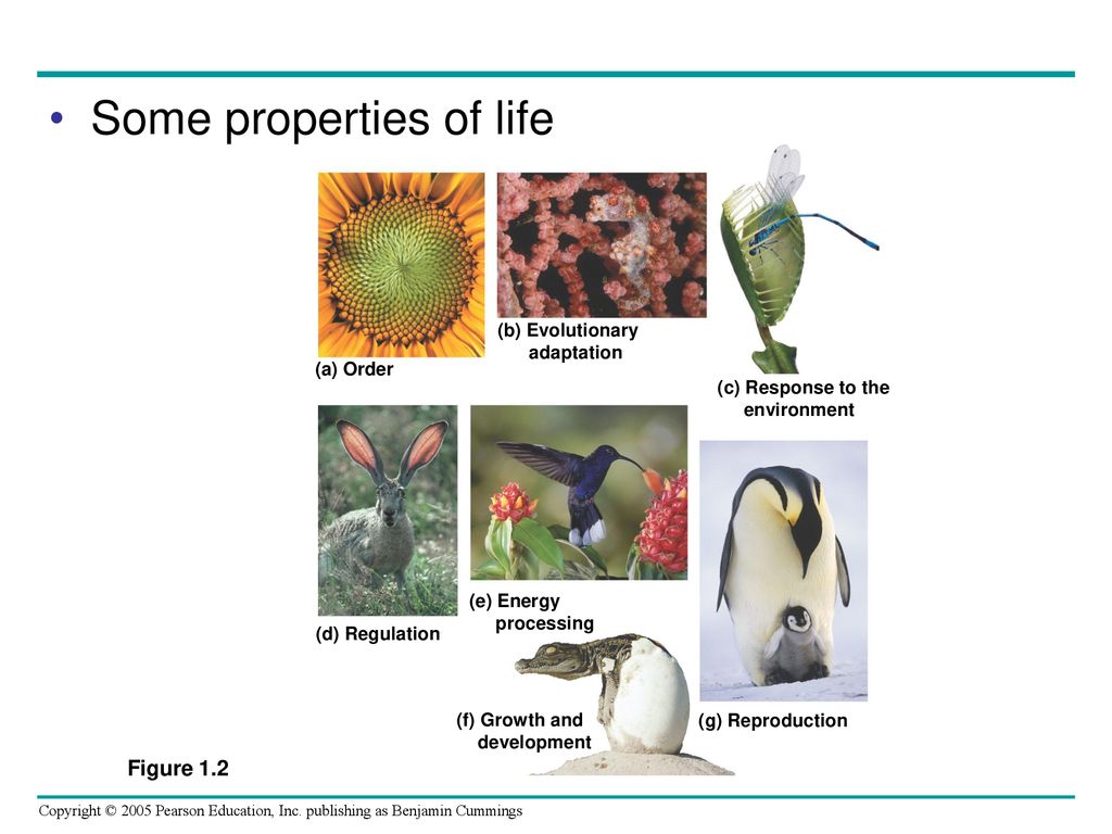 Some properties of life