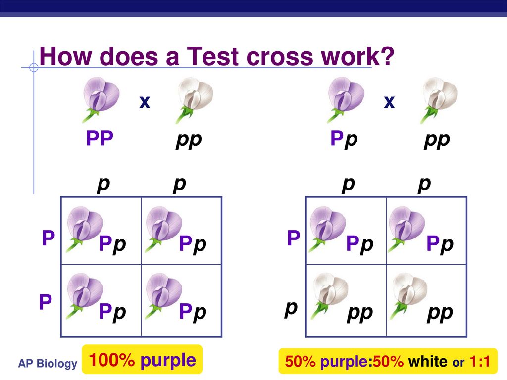 Genetics & The Work of Mendel - ppt download