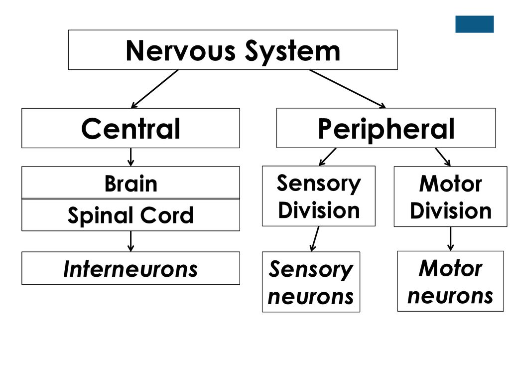 Divisions of the Nervous System - ppt download