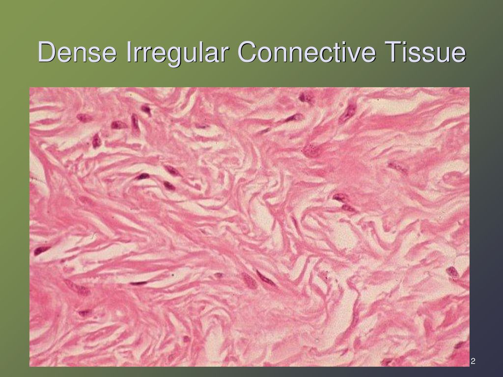 Histology Slides Caitlin Greer Period ppt download