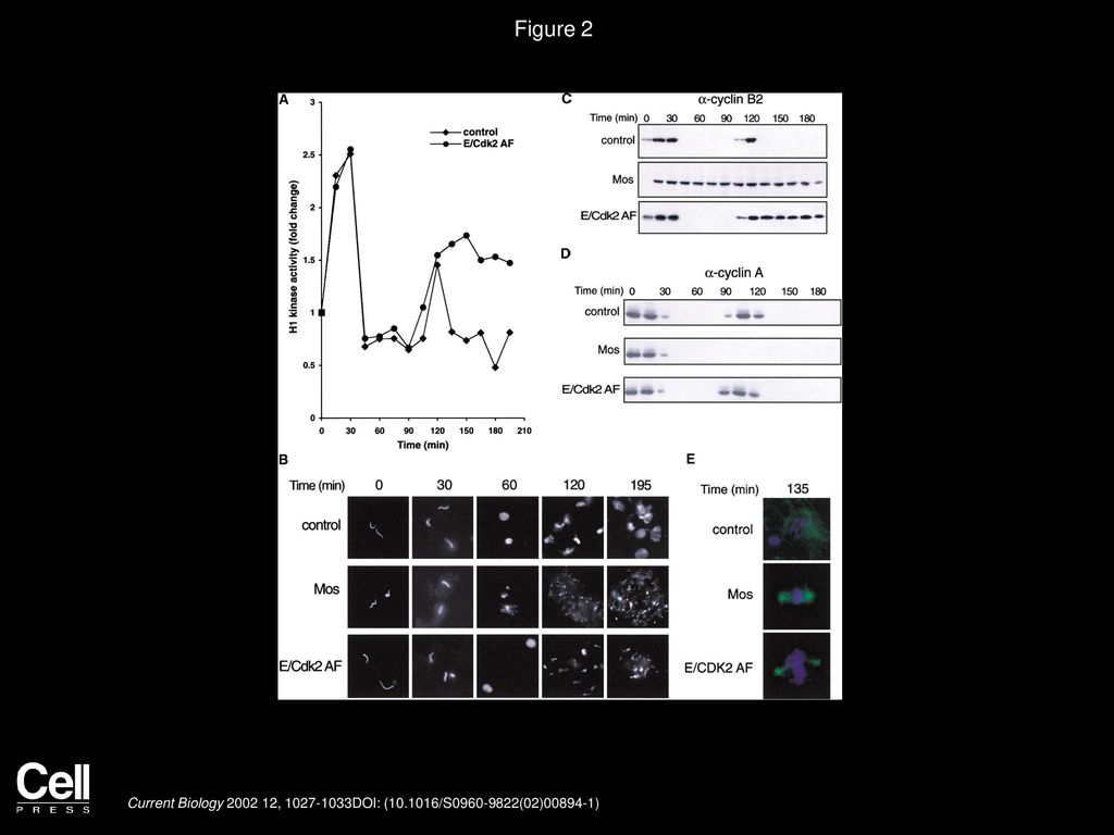 Figure 2 Cyclin E/Cdk2 Has CSF Activity in Egg Extracts