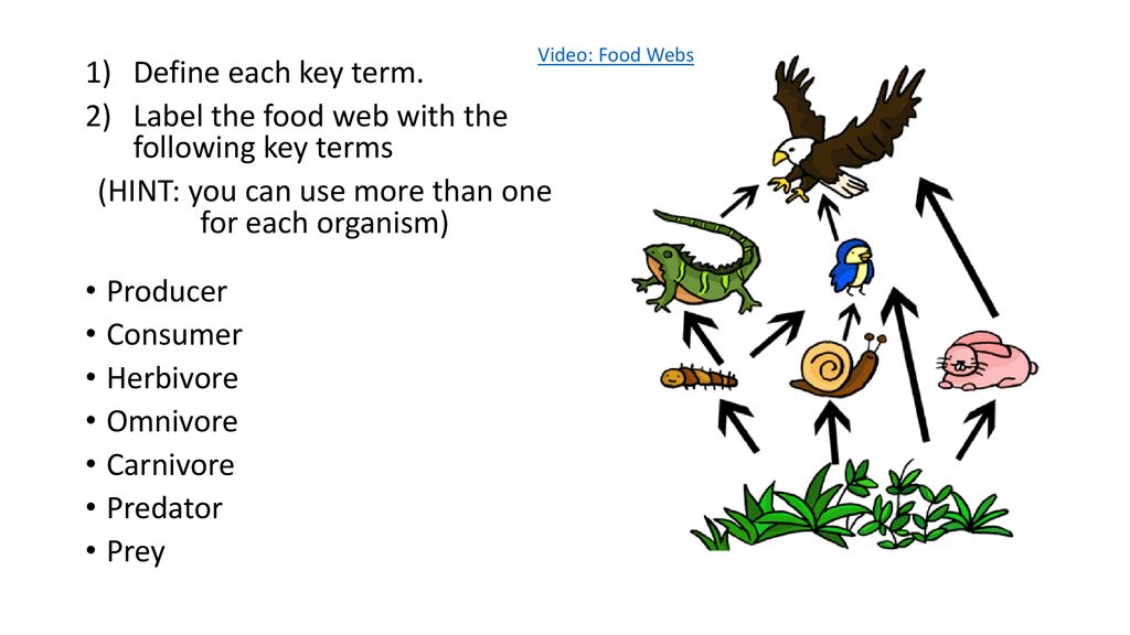 Food Chains and Food Webs - ppt download