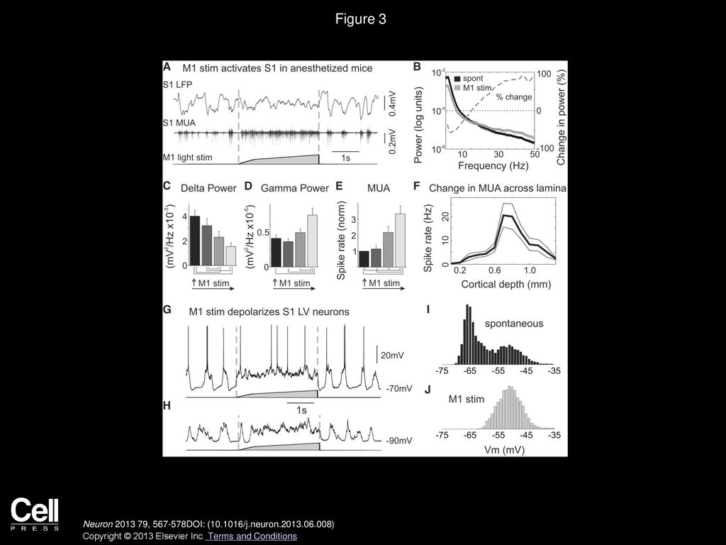 Figure 3 vM1 Stimulation in Anesthetized Mice Activates S1