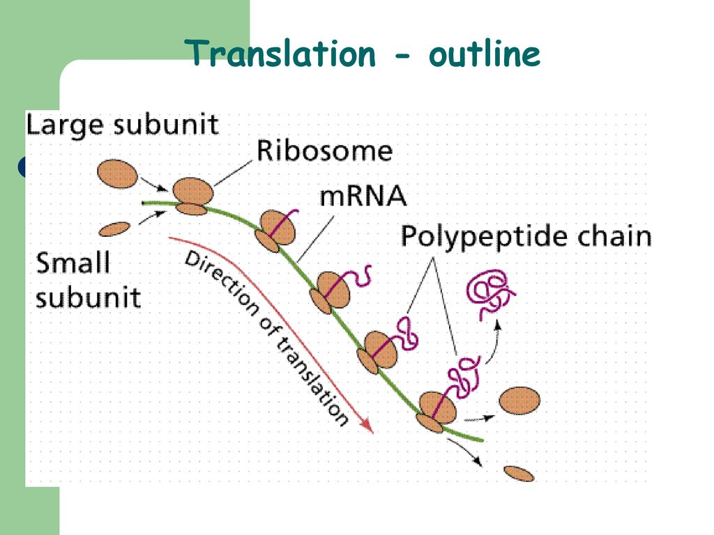 Рибосомы синтезируют полипептиды. Полисома. Полисома строение. Полисома трансляция. Translation Protein.