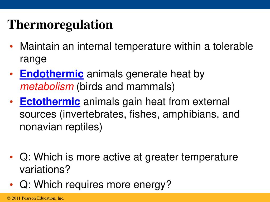 Ch. 40 Warm up Define and give an example of homeostasis. - ppt download