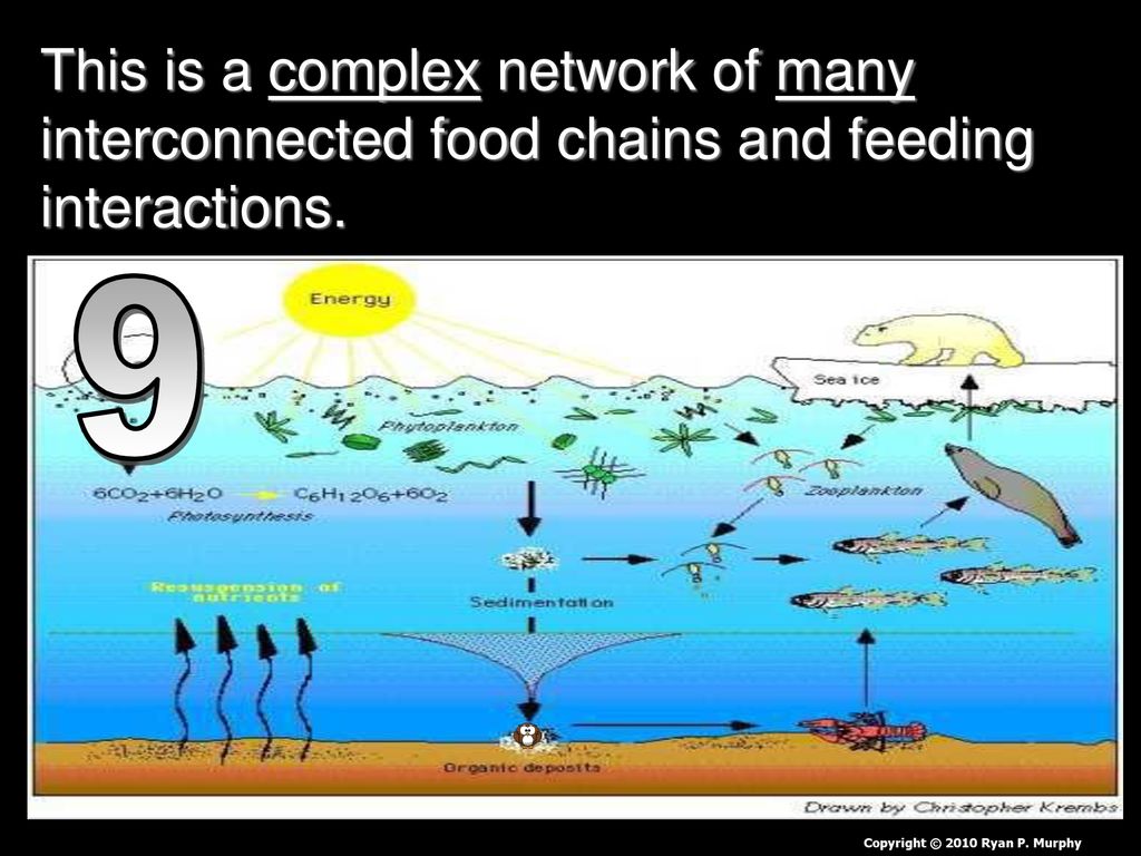 The Ecology: Interactions Unit includes… Biology Diagrams