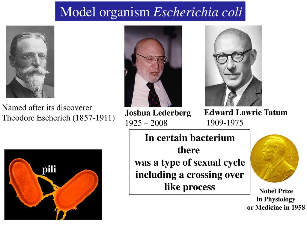Those that ‘do’ meiosis Those that do not do not. - ppt download