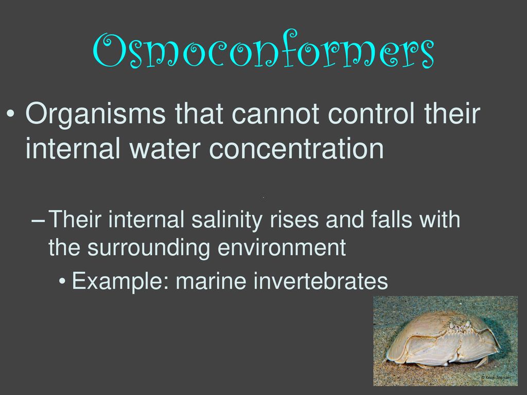 How Does Salinity affect Density in the Ocean? - ppt download
