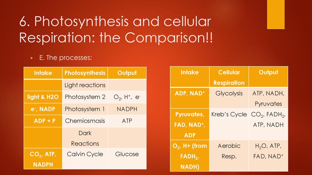 Notes: Cellular Processes (Part 3) Cell Respiration - ppt download