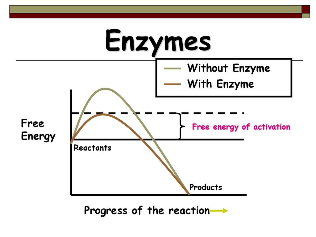 Enzymes SPI Describe how enzymes control chemical reaction in the body ...