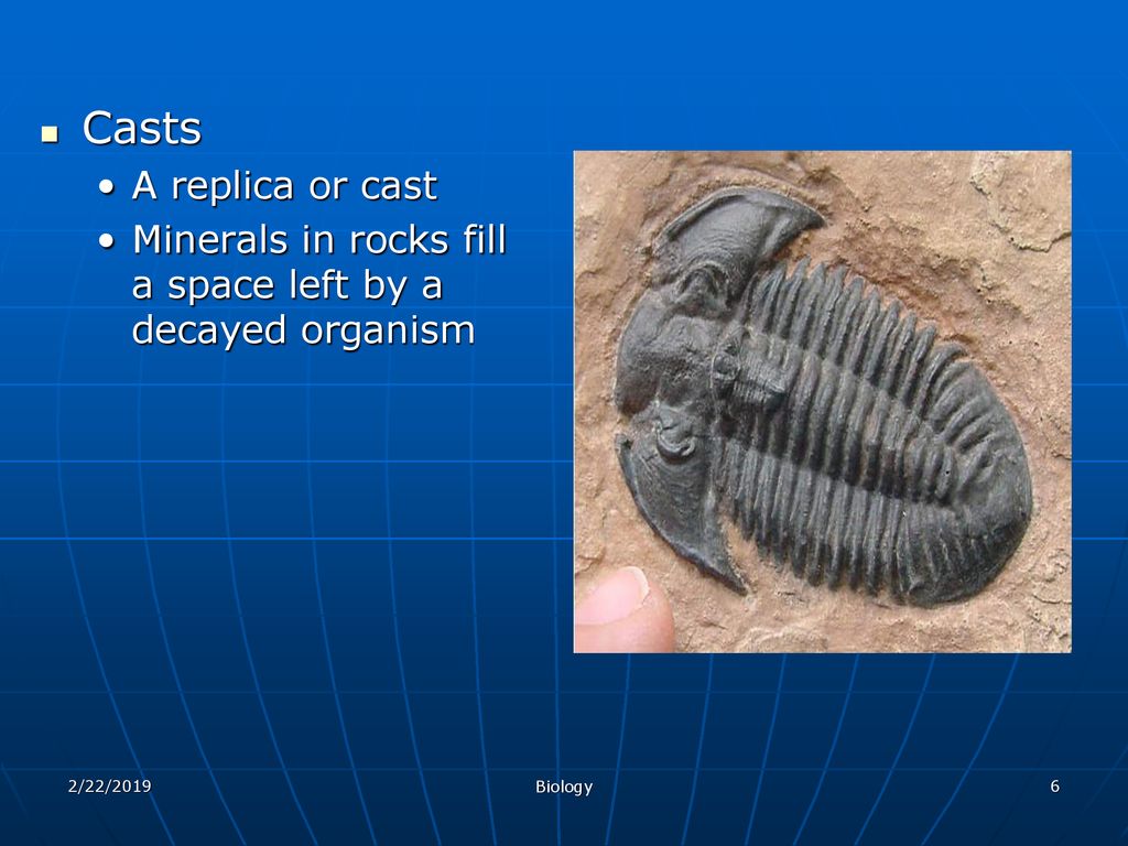 Casts A replica or cast Minerals in rocks fill a space left by a decayed organism 2/22/2019 Biology