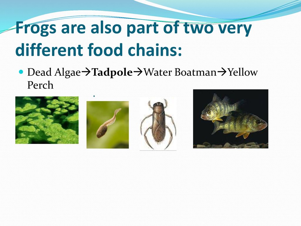Diversity in Ecosystems Biology Diagrams