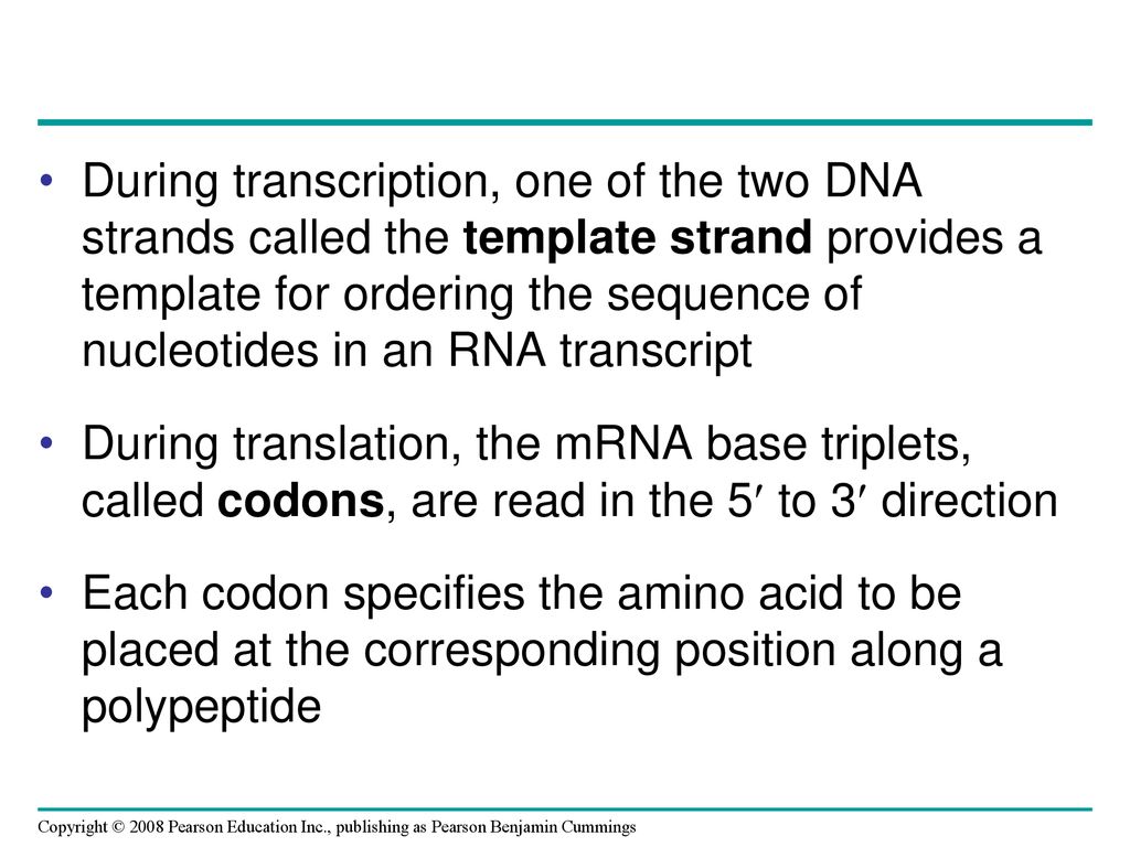 Chapter 17 From Gene to Protein. ppt download Chapter 17 From Gene to Protein. ppt download
