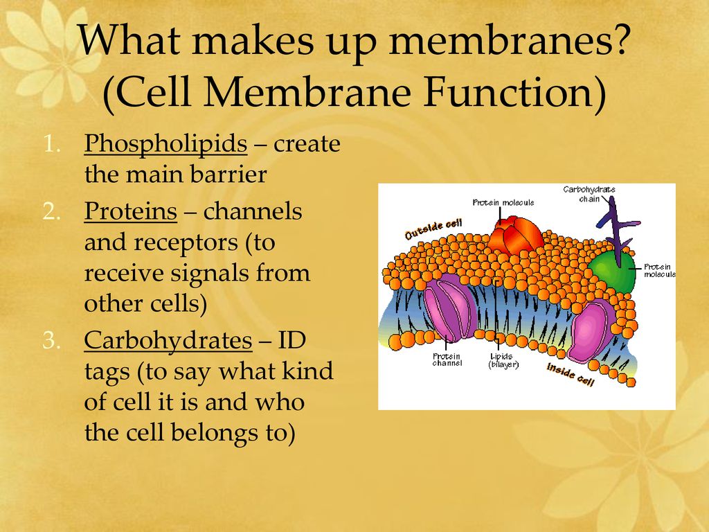 Membranes and Diffusion - ppt download