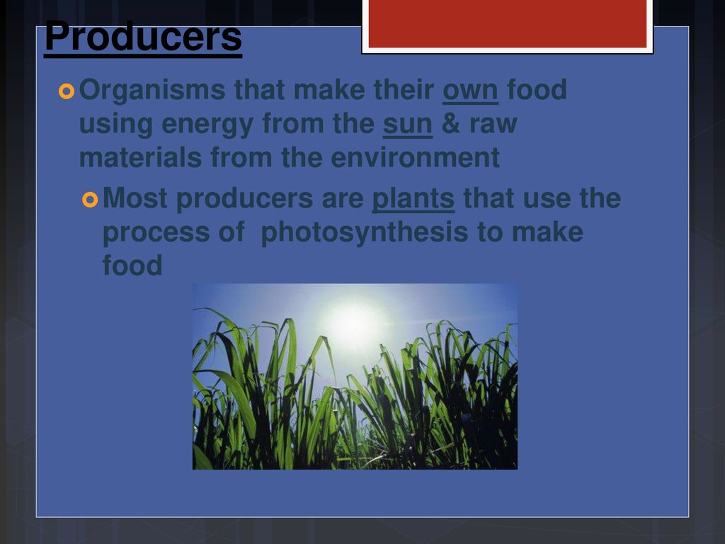 Ecology. ppt download