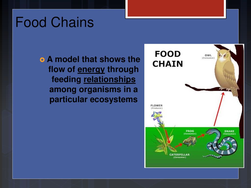 ppt download Biology Diagrams