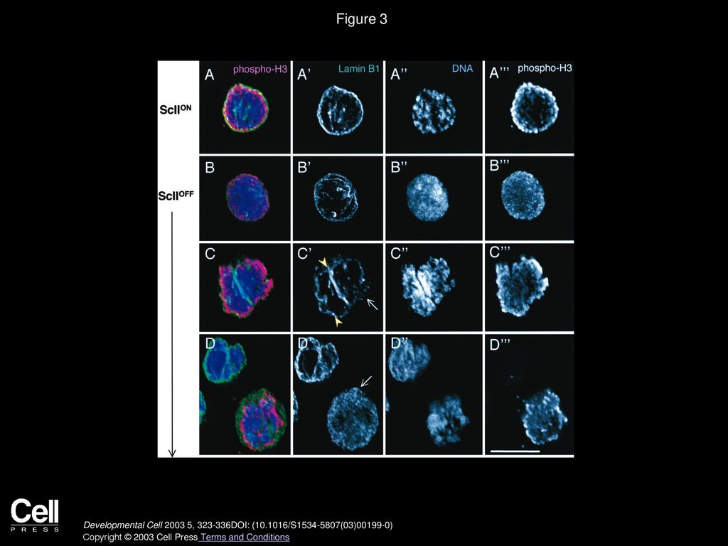 Condensin Is Required for Nonhistone Protein Assembly and Structural ... Biology Diagrams