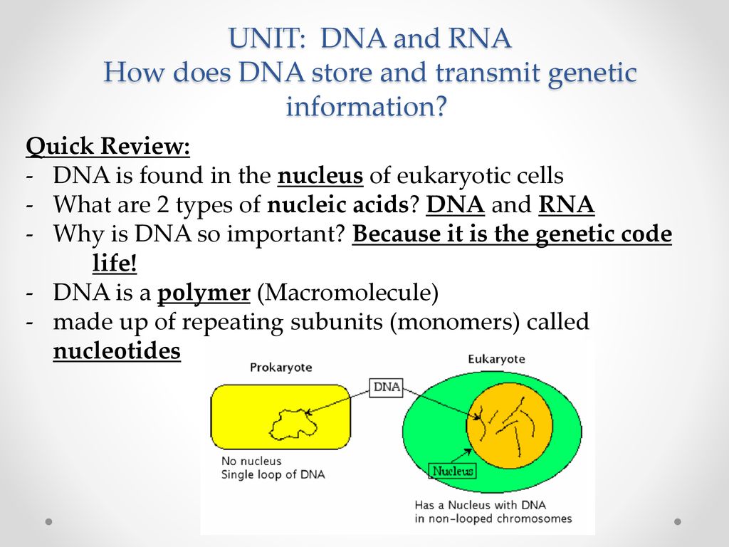 Unit dna and rna how does dna store and transmit genetic information