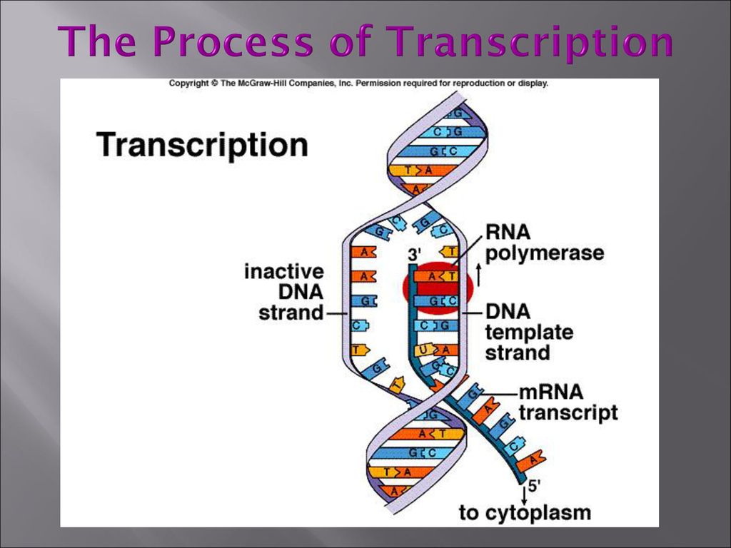 DNA Transcription. Анимация транскрипция ДНК. Эйвери ДНК. ДНК перевод. Dna перевод