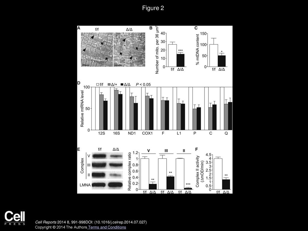 Figure 2 Cardiomyocyte-Specific Ncoa6 Deficiency Impairs Cardiac Ultrastructures and Mitochondrial Function in Mice.
