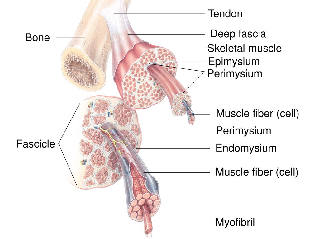 Muscular System Chapter 6 Ppt Download Muscular System Chapter 6 Ppt Download
