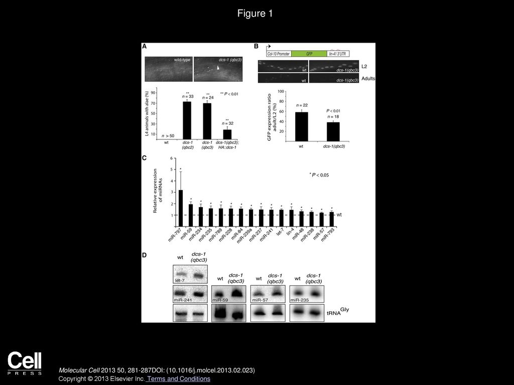 Figure 1 The Loss of dcs-1 Affects miRNA-Mediated Gene Regulation and miRNA Levels.