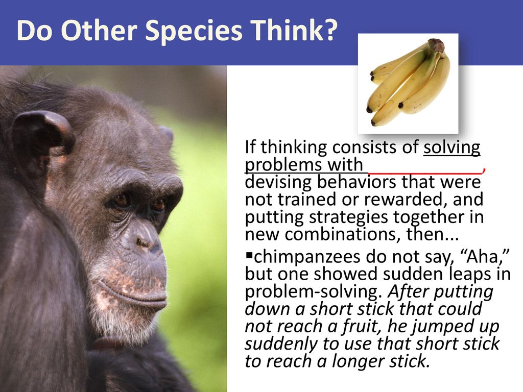 Chapter 9 Thinking and Language © 2013 Worth Publishers. - ppt download