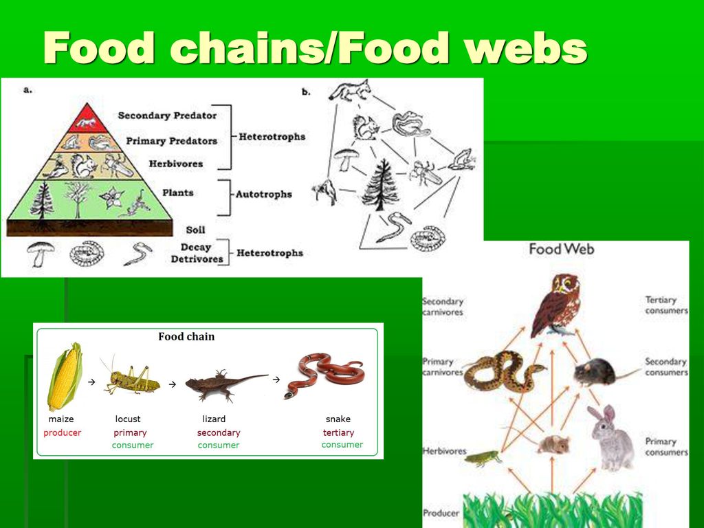 Chapter 3: Earthโs Environmental Systems Biology Diagrams