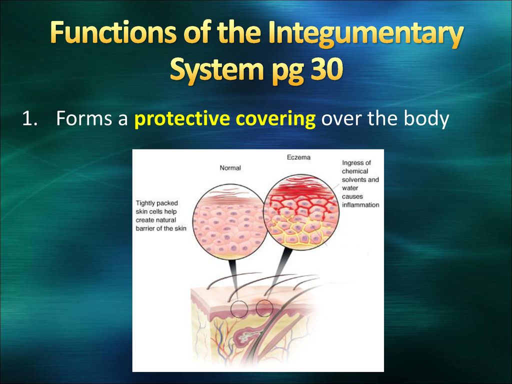 Learning Target: 1. Excretory and Integumentary Systems 2 - ppt download