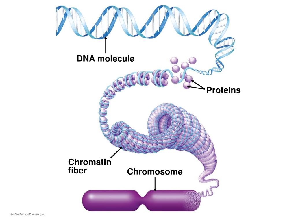 Молекулы днк находится в хромосомах. Хроматин хроматиды хромосомы. ДНК хроматин. Спирализированный хроматин. Строение ДНК И хромосом.