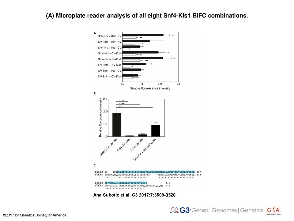 (A) Microplate reader analysis of all eight Snf4-Kis1 BiFC combinations.