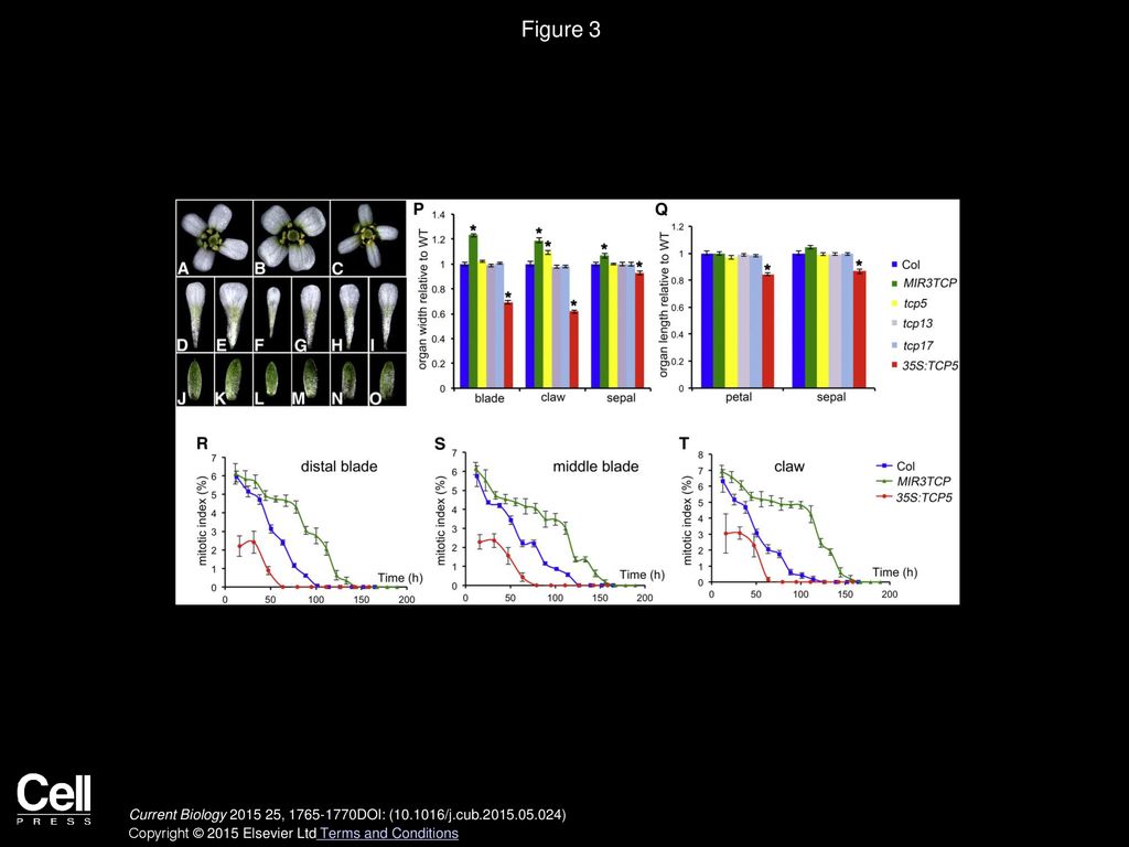 Figure 3 TCP Gene Function Is Required for Normal Petal Development