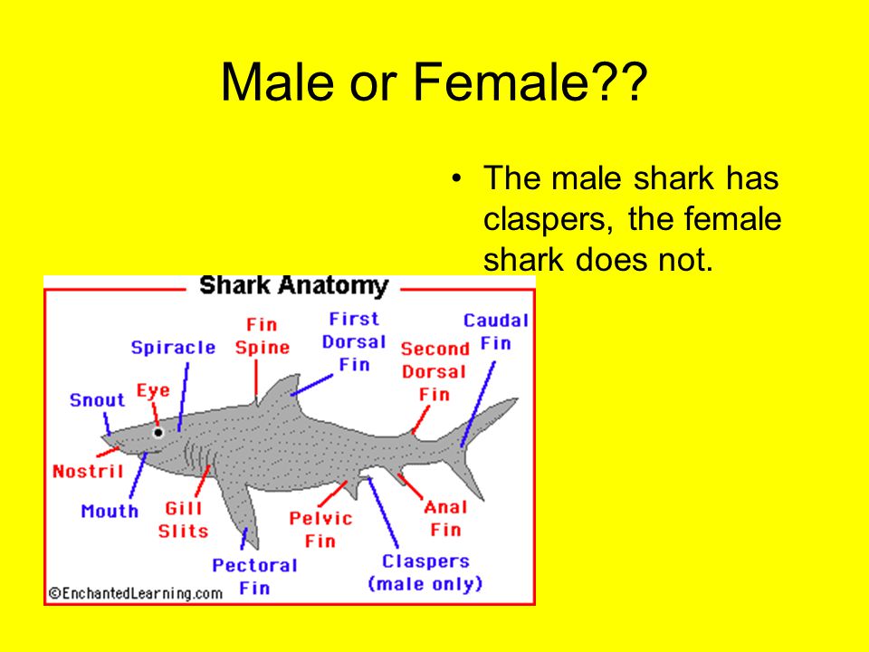 Female Shark Dissection
