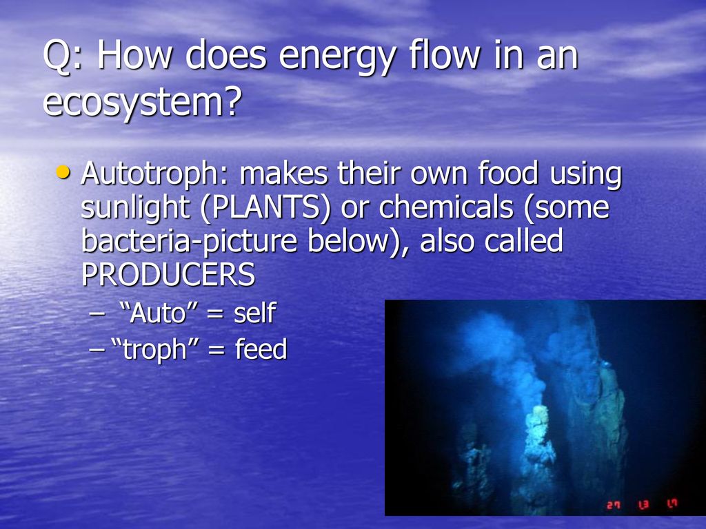 What Happens To Energy As You Go Up A Food Chain Ppt Download what-happens-to-energy-as-you-go-up-a-food-chain-ppt-download