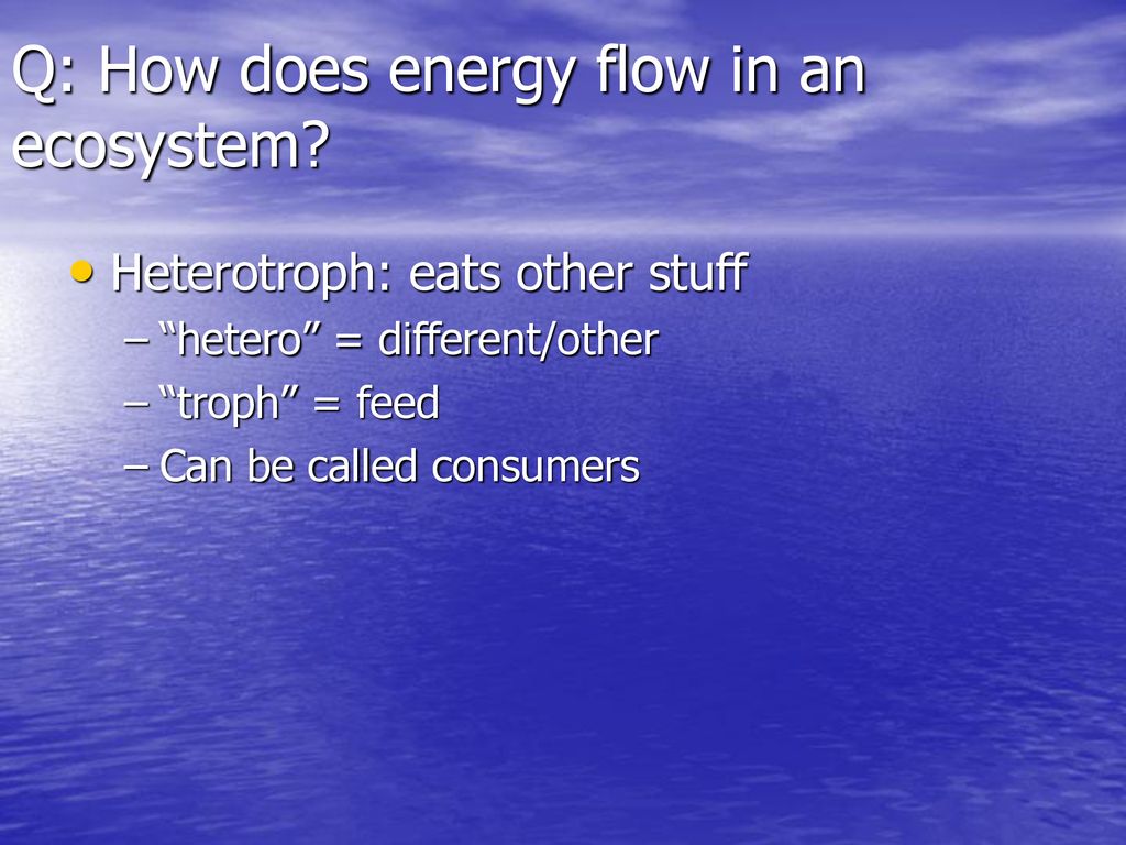 What Happens To Energy As You Go Up A Food Chain Ppt Download what-happens-to-energy-as-you-go-up-a-food-chain-ppt-download