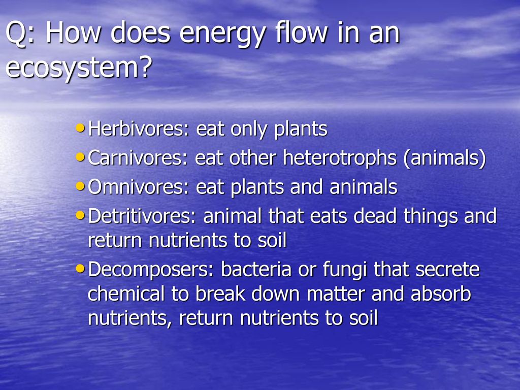 What Happens To Energy As You Go Up A Food Chain Ppt Download what-happens-to-energy-as-you-go-up-a-food-chain-ppt-download