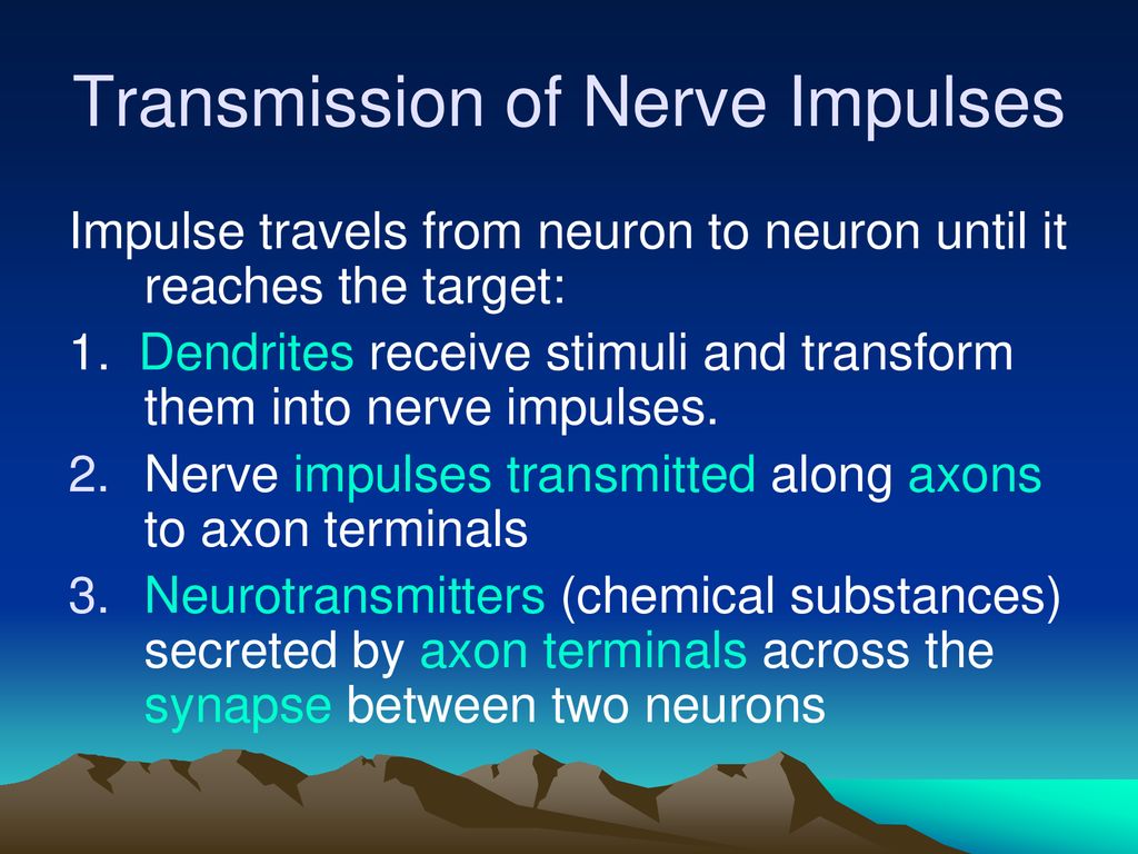 The Nervous System Biology Diagrams