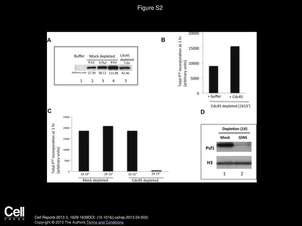 Figure S2 Partial Depletion of Cdc45 and Activity of Recombinant Cdc45 in Extracts, Related to Figure 4.