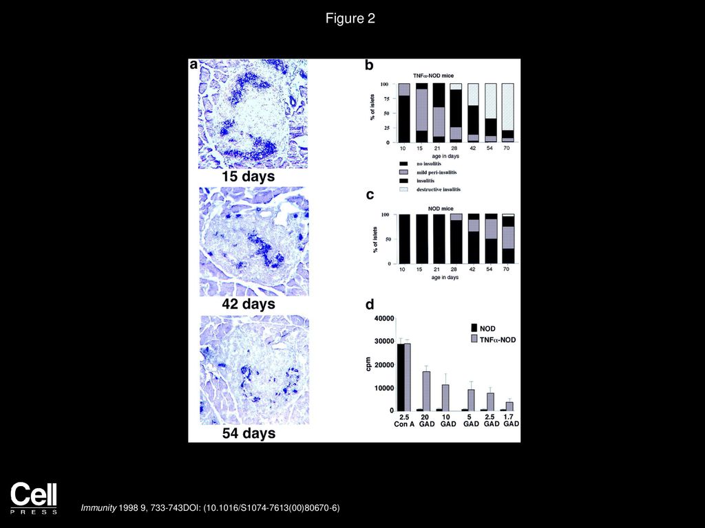 Figure 2 TNFα-NOD Mice Exhibit a Rapid Destructive Insulitis