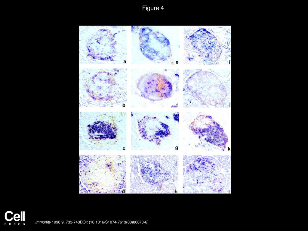 Figure 4 Histological Examination of the Islet-Infiltrating Cells from TNFα-NOD Mice.
