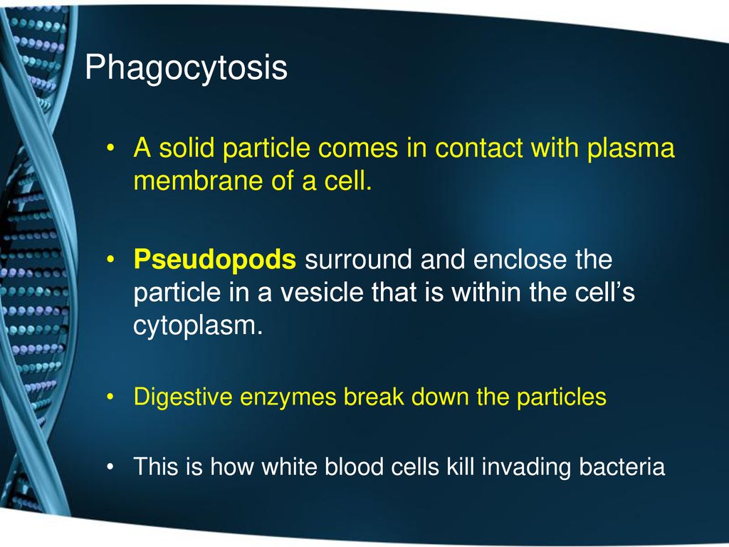 Active Transport Lesson 11 February 3rd ppt download