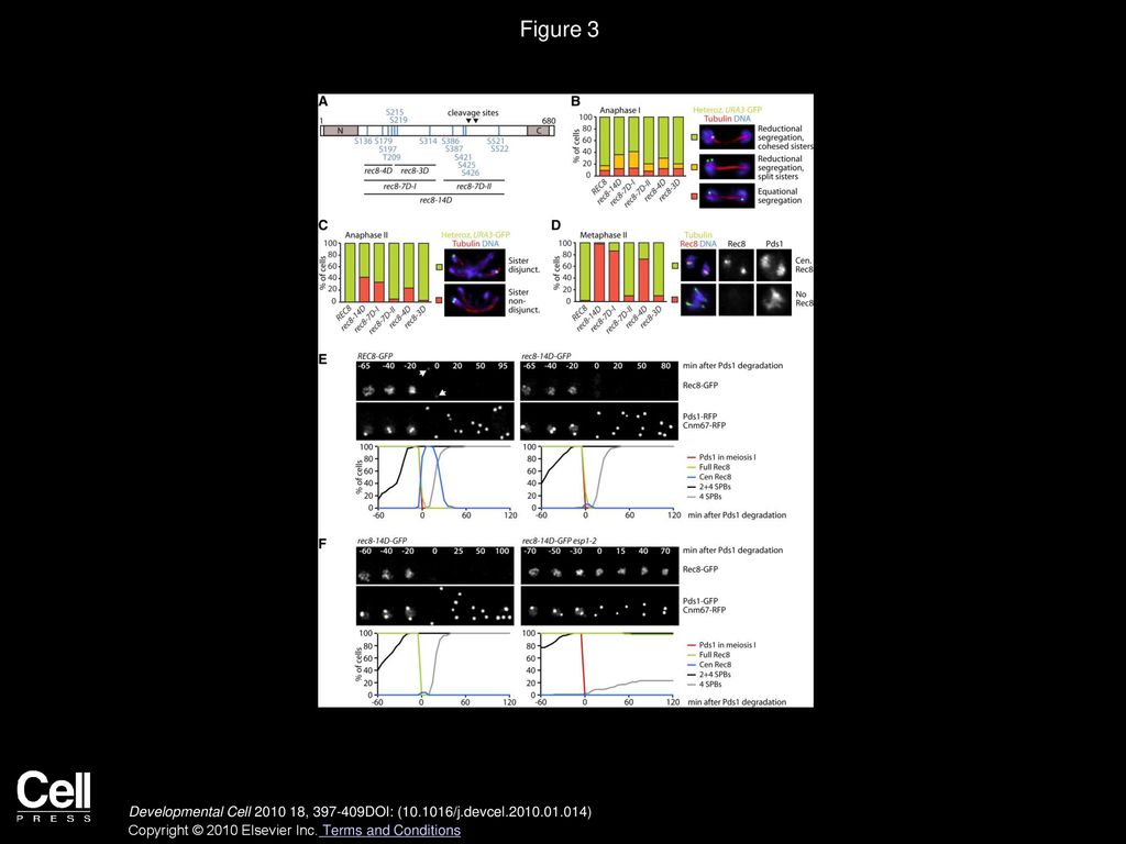 Figure 3 Phosphomimetic Rec8 Mutants Are Not Protected at Centromeres