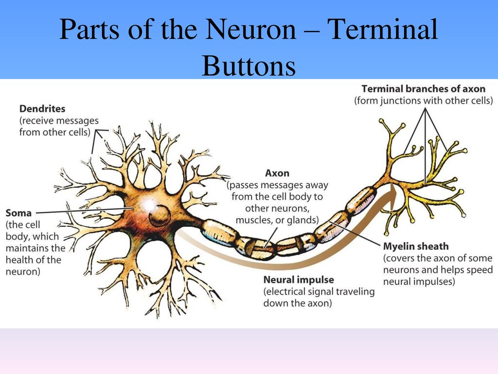 terminal buttons