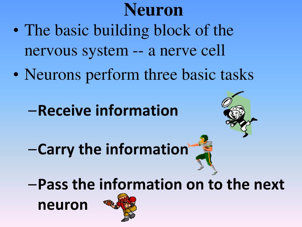 The Nervous System Neural Anatomy Ppt Download