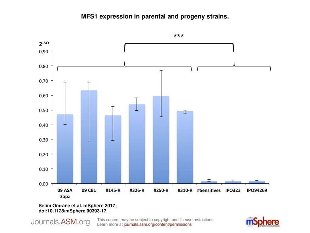 MFS1 expression in parental and progeny strains.